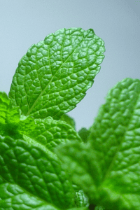 Mint Leaves to garnish chocolate chip keto ice cream.