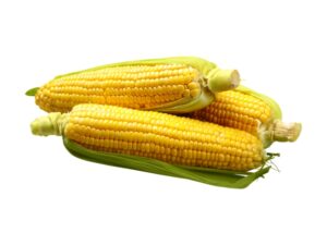 Three corn on the cob stalks.