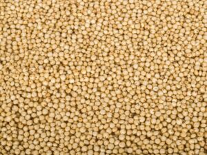 Sorghum
