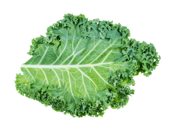 A kale leaf.